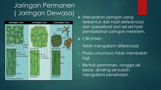 Jaringan Permanen
( Jaringan Dewasa)
 Merupakan jaringan yang
terbentuk dari hasil deferensiasi
dan spesialisasi dari sel-sel hasil
pembelahan jaringan meristem.
 CIRI KHAS :
1. Telah mengalami diferensiasi
2. Pada umumnya tidak membelah
lagi
3. Bentuk permanen, rongga sel
besar, dinding sel sudah
mengalami penebalan.
 