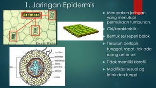 1. Jaringan Epidermis
 Merupakan jaringan
yang menutupi
permukaan tumbuhan.
 Ciri/karakteristik :
 Bentuk sel seperi balok
 Tersusun berlapis
tunggal, rapat, tdk ada
ruang antar sel
 Tidak memiliki klorofil
 Modifikasi sesuai dg
letak dan fungsi
 