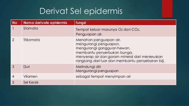 Struktur jaringan tumbuhan kelompok 2