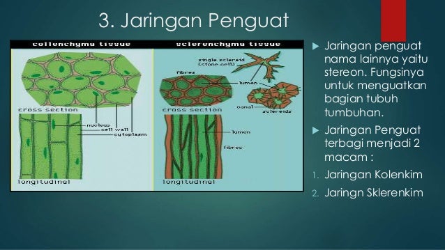 Struktur jaringan tumbuhan kelompok 2