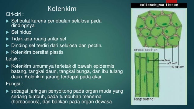79 2 Macam Jaringan Penyokong Pada Tumbuhan