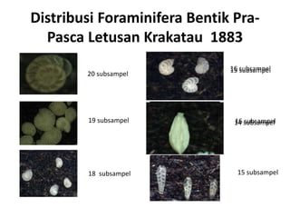 Distribusi Foraminifera Bentik Pra-
Pasca Letusan Krakatau 1883
20 subsampel
19 subsampel
18 subsampel
16 subsampel
16 subsampel
15 subsampel
15 subsampel
14 subsampel
 