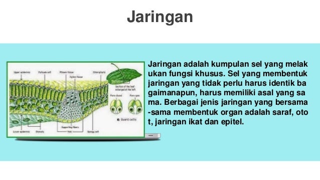 Struktur Makhluk Hidup Lengkap
