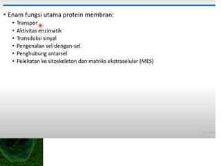 The Nucleus
• Controls the cell by giving directions to make
proteins, especially enzymes.
• It also contains DNA and copies its genetic
material so that when the cell divides, the new
cell is exactly the same as the original.
 