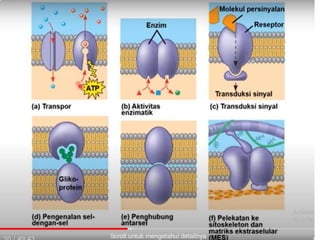 Ribosomes
 