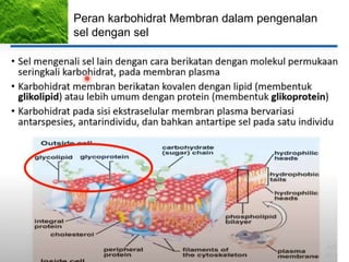 Peran karbohidrat Membran dalam pengenalan
sel dengan sel
• G.A. tags proteins and exports
them outside the cell in membrane
bubbles called vesicles.
 