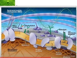 Lysosomes
• Membranous sac filled with
enzymes (certain type of protein)
that break down used organelles
and large molecules
 