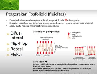• Vacuoles
are sacs
that store
water and
other
materials
• Vacuoles
are in
plant
cells.
 