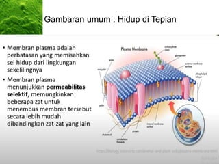 Gambaran umum : Hidup di Tepian
 