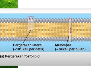 • Capture the sun’s energy to make
glucose in plants and algae. The
energy is stored in chemical bonds.
 