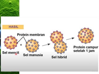 • Bonds are broken in molecules of
glucose to release energy which is
stored or used as ATP.
 