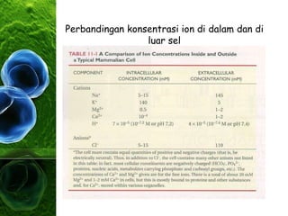 Perbandingan konsentrasi ion di dalam dan di
luar sel
 