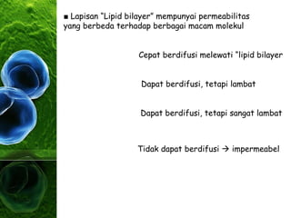 ■ Lapisan “Lipid bilayer” mempunyai permeabilitas
yang berbeda terhadap berbagai macam molekul
Cepat berdifusi melewati “lipid bilayer
Dapat berdifusi, tetapi lambat
Dapat berdifusi, tetapi sangat lambat
Tidak dapat berdifusi  impermeabel
 