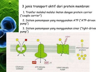 3 jenis transport aktif dari protein membran:
1. Tranfer molekul melalui ikatan dengan protein carrier
(“couple carrier”)
2. Sistem pemompaan yang menggunakan ATP (“ATP-driven
pump”)
3. Sistem pemompaan yang menggunakan sinar (“light-driven
pump”)
 