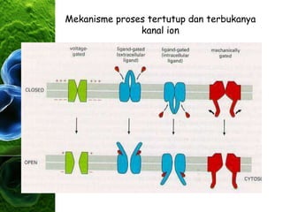 Mekanisme proses tertutup dan terbukanya
kanal ion
 
