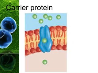 Carrier protein
 