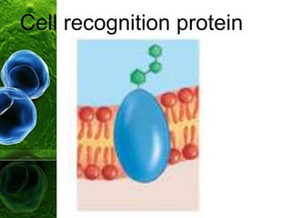 Cell recognition protein
 