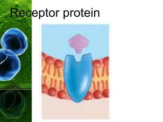 Receptor protein
 