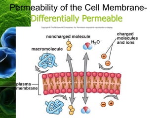 Permeability of the Cell Membrane-
Differentially Permeable
 