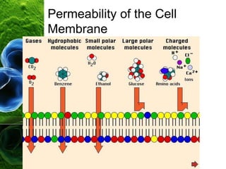 Permeability of the Cell
Membrane
 