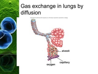 Gas exchange in lungs by
diffusion
 