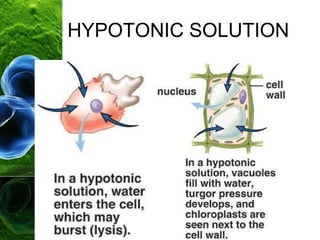 HYPOTONIC SOLUTION
 