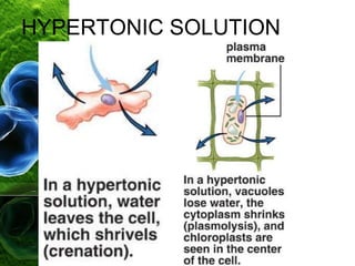 HYPERTONIC SOLUTION
 