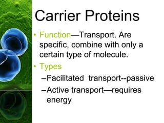 • Function—Transport. Are
specific, combine with only a
certain type of molecule.
• Types
–Facilitated transport--passive
–Active transport—requires
energy
Carrier Proteins
 
