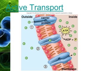 Active Transport
 