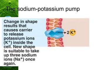 The sodium-potassium pump
 