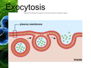 Exocytosis
 