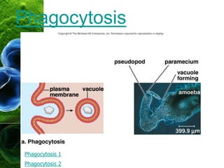 Phagocytosis
Phagocytosis 1
Phagocytosis 2
 