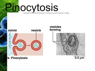 Pinocytosis
 