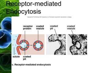 Receptor-mediated
Endocytosis
 
