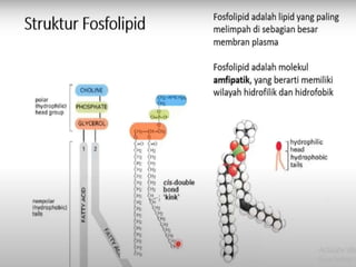 Komposisi kimia sel yang sama
 