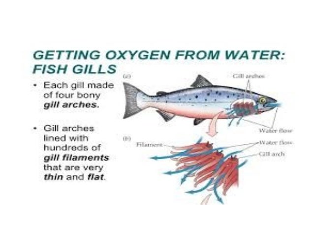 Struktur Respirasi Dan Mekanisme Pernafasan Dalam Manusia Dan Haiwan 2