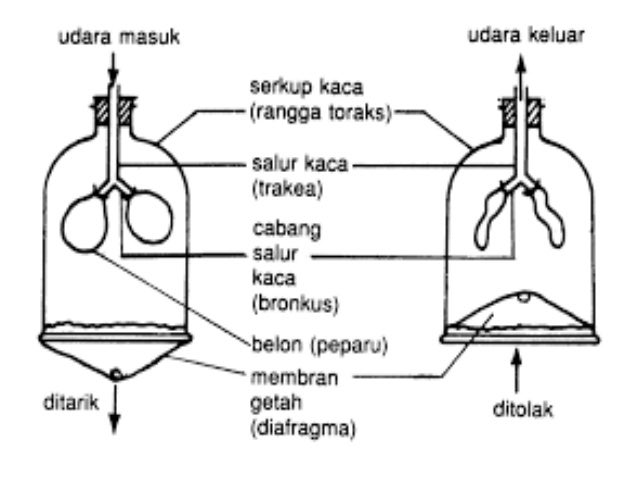  Struktur respirasi  dan mekanisme pernafasan dalam manusia 