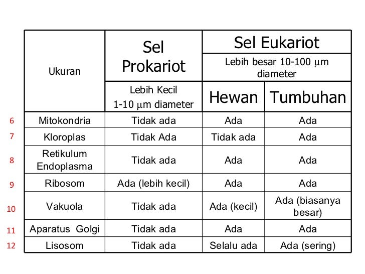 Perbedaan Sel Prokariotik Dan Sel Eukariotik Dalam Bentuk Tabel Seputar Bentuk Perbedaan Sel Prokariotik Dan Sel Eukariotik Dalam Bentuk Tabel Seputar Bentuk