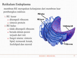 Retikulum Endoplasma
membran RE merupakan kelanjutan dari membran luar
pembungkus nukleus
 1. RE   kasar
     o ditempeli ribosom
     o sintesis protein
 2. RE halus
     o tidak ditempeli ribosom
     o berada dalam posisi
       terjauh dari inti
     o fungsi utama: sintesis
       lipid, termasuk lemak,
       fosfolipid dan steroid



                                 KULIAH 2 - BIOLOGI SEL   13
 