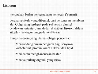 Lisosom

   merupakan badan pencerna atau pemecah (Yunani)
   berupa vesikula yang dibentuk dari pertunasan membran
   alat Golgi yang terdapat pada sel hewan dan sel
   cendawan tertentu. Jumlah dan distribusi lisosom dalam
   sitoplasma tergantung pada aktifitas sel
   Fungsi lisosom yang utama sebagai pencerna:
       Mengandung enzim pengurai bagi senyawa
       karbohidrat, protein, asam nukleat dan lipid
       Membantu menghancurkan bakteri
       Mendaur ulang organel yang rusak


                                 KULIAH 2 - BIOLOGI SEL     16
 