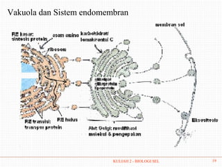 Vakuola dan Sistem endomembran




                          KULIAH 2 - BIOLOGI SEL   19
 