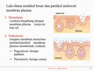 Lalu-lintas molekul besar dan partikel melewati
 membran plasma
1. Eksositosis
   vesikula bergabung dengan
   membran plasma isinya ke
   luar sel

2. Endositosis
   reseptor membran menerima
   molekul/partikel membran
   plasma membentuk vesikula
   ― Pagositosis: berupa
     padatan
   ― Pinositosis: berupa cairan

                                  KULIAH 2 - BIOLOGI SEL   20
 