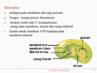 Kloroplas
o   terdapat pada tumbuhan dan alga tertentu
o   Fungsi : tempat proses fotosintesis
o    struktur terdiri dari 3 kompartemen:
     ruang antar membran, stroma dan ruang tilakoid
o   Enzim untuk membuat ATP terdapat pada
    membran tilakoid




                                 KULIAH 2 - BIOLOGI SEL   22
 