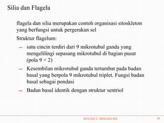 Silia dan Flagela

   flagela dan silia merupakan contoh organisasi sitoskleton
   yang berfungsi untuk pergerakan sel
   Struktur flagelum:
    ―   satu cincin terdiri dari 9 mikrotubul ganda yang
        mengelilingi sepasang mikrotubul di bagian pusat
        (pola 9 + 2)
    ―   Kesembilan mikrotubul ganda tertambat pada badan
        basal yang berpola 9 mikrotubul triplet. Fungsi badan
        basal sebagai pondasi
    ―   Badan basal identik dengan struktur sentriol




                                 KULIAH 2 - BIOLOGI SEL         24
 