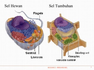 Sel Hewan    Sel Tumbuhan




            KULIAH 2 - BIOLOGI SEL   7
 