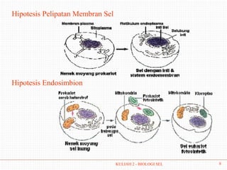 Hipotesis Pelipatan Membran Sel




Hipotesis Endosimbion




                                  KULIAH 2 - BIOLOGI SEL   8
 