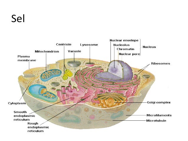  Struktur  sel 