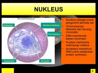 NUKLEUS 
• Nucleus sebagai pusat 
pengontrol aktivitas sel 
• Chromosomes 
dibentuk dari benang 
chromatin 
• DNA membentuk 
bahan chromatin 
• Nuclear membrane 
melindungi nukleus 
• Nucleolus menstimuli 
RNA untuk melakukan 
protein synthesis. 
Nukloelus Membran Nukleus 
Kromosom Kromatin 
KEMBALI 
Pori Nukleus 
 