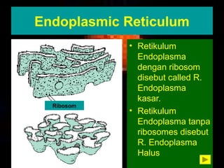 Endoplasmic Reticulum 
• Retikulum 
Endoplasma 
dengan ribosom 
disebut called R. 
Endoplasma 
kasar. 
• Retikulum 
Endoplasma tanpa 
ribosomes disebut 
R. Endoplasma 
Halus 
Ribosom 
 