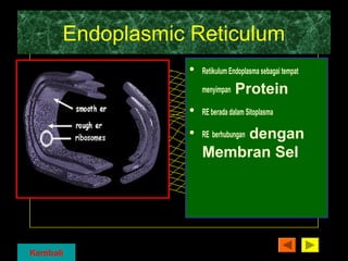 Endoplasmic Reticulum 
• Retikulum Endoplasma sebagai tempat 
menyimpan Protein 
• RE berada dalam Sitoplasma 
• RE berhubungan dengan 
Membran Sel 
Kembali 
 